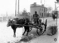 Ox-drawn Cart and driver